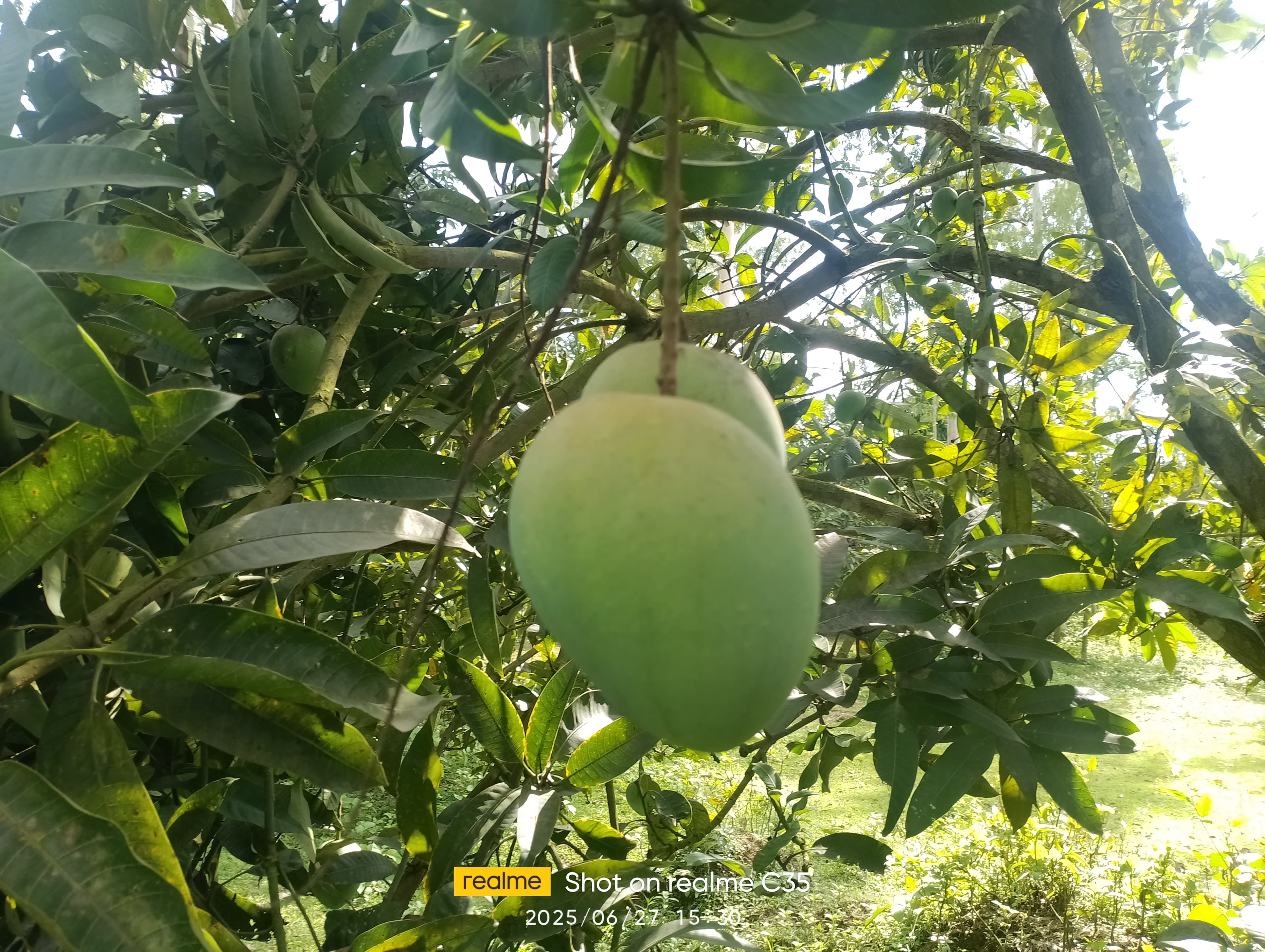 হাঁড়িভাঙা আম ( Harivanga Mango)